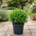 Hebe Emerald Gem Plants