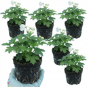 Delphinium Pacific Giants Galahad Plants (Set of 3 or 6)