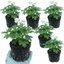 Set of 3 or 6 Delphinium Pacific Giants Galahad Hardy Perennial Plants, Tall Cottage Garden Flowers, Outdoor Garden Ready, 1 Litre Root-Ball