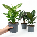 Dieffenbachia Plant (1L Pot)