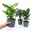 3 Bold Leaf Indoor Plant Collection – Dieffenbachia, Alocasia Polly & Ficus Robusta, 1 Litre Root Ball