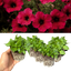 Set of 3 or 6 Large Plants - Petunia Surfinia Deep Red, Outdoor Garden Ready
