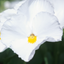 Set of 3 or 6 Large Plants - Pansy Delta Pro Clear White, Ready to Plant in Your Garden
