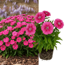 Dianthus Pink Celebration Plant (2L Pot)