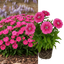 1 Large Plant - Dianthus Pink Celebration, Ready to Plant in Your Garden, 2L Pot
