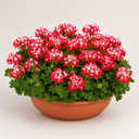 Geranium Summer Twist Red White Plant