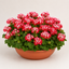 1 Geranium Summer Twist Red White, Hardy Outdoor Garden Ready Flowering Plant, 21cm Root-Ball