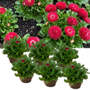 Bellis Habanera ‘Red’ Plants (Set of 3 or 6)