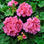 Set of 3 or 6 Large Plants - Geranium Toscana Anne, Ready to Plant in Your Garden