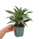 Dracaena White Jewel Dragon Tree Plants