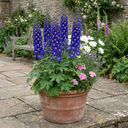 Delphinium Dark Blue White Bee Plants (Set of 3 or 6)