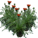 Gazania Kiss Red Plants (Set of 3 or 6)