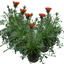 Set of 3 or 6 Large Plants - Gazania Kiss Red, Ready to Plant in Your Garden, Peat-Free