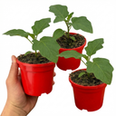 Grow Your Own Aubergine Meatball Plants (Set of 3 or 6)
