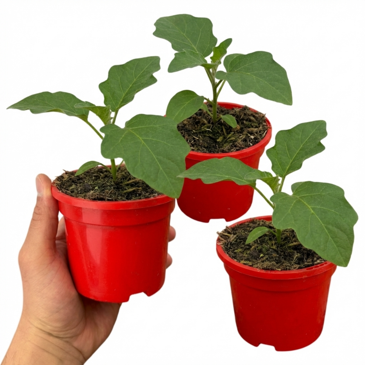 Aubergine 'Meatball' – Tender Summer Crop (Set of 3 or 6)