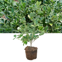 Euonymus Albomarginatus Plant (2L Pot)