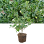 1 Large Plant - Euonymus Albomarginatus, Ready to Plant in Your Garden, 2L Pot