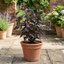 Physocarpus Diabolo Ninebark Plants