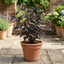 1 Physocarpus Diabolo Ninebark Plant, Dark Purple Foliage Hardy Perennial Shrub, 3 Litre Root Ball