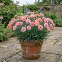 Dianthus Shirley Temple Plants
