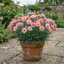 1 Dianthus Shirley Temple Plant, Fragrant Summer Flowering Hardy Perennial, 5L Root-Ball