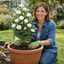 1 x  Large 3Ltr Potted Rose Bush – White Blooms, Ready to Plant in Your Garden