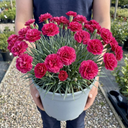 Cottage Pink Dianthus Sugar Raspberry Plant (5L Pot)