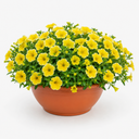 Petunia Bees Knees Plants