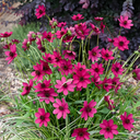 Cosmos Cherry Chocolate Plant (2L Pot)