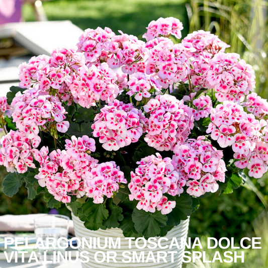 Pot of pale pink geraniums with deeper pink centres