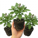 Basil Tauris Fresh Live Herb Plants (Set of 3 or 6)