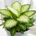 Dieffenbachia Camilla Dumb Cane Plants
