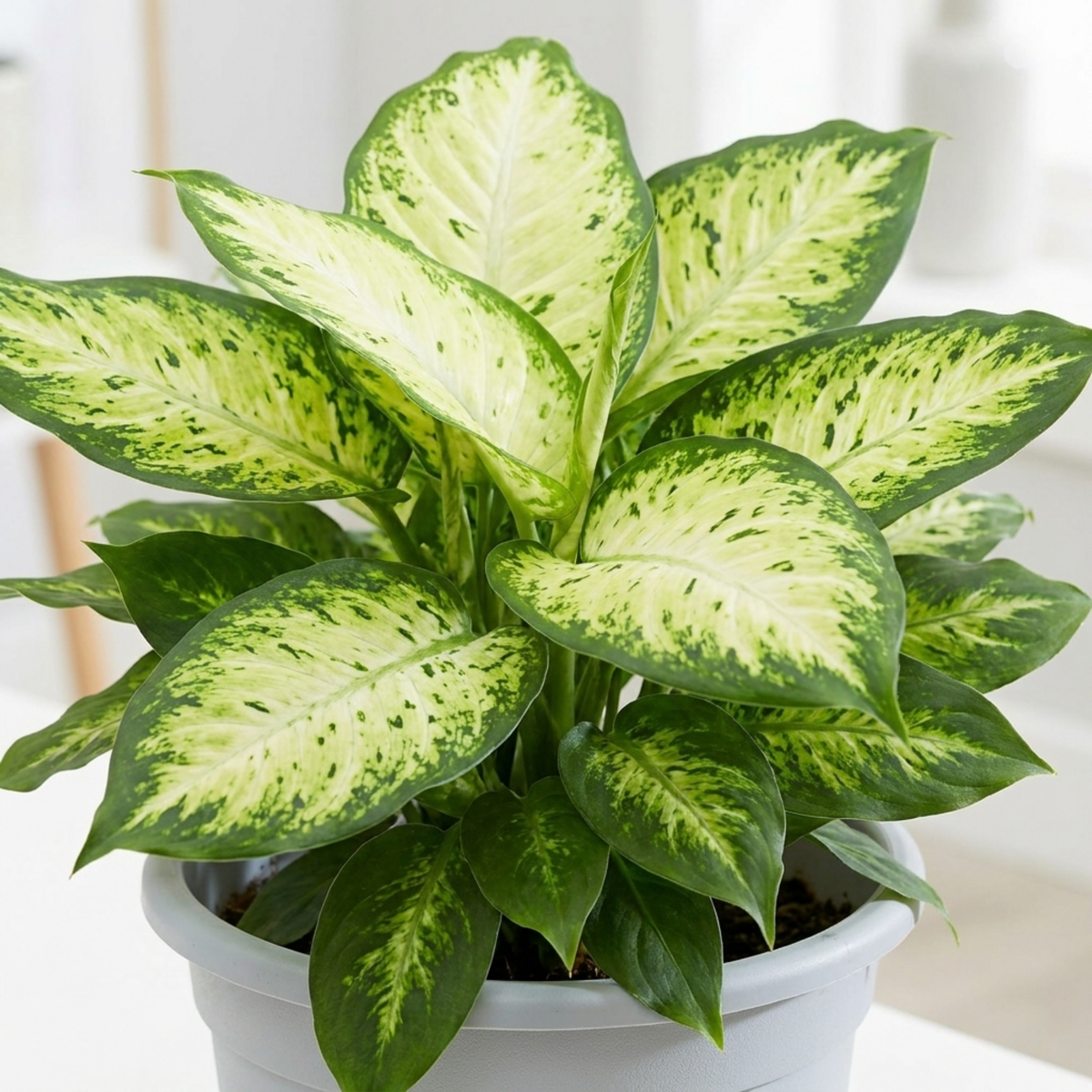 Dieffenbachia with broad cream-centred leaves edged deep green, in a white pot indoors