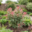 1 Photinia Fraseri Pink Crispy Plant, Evergreen Hedge Shrub, Outdoor Garden Ready, 3 Litre Root Ball