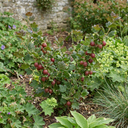 Gooseberry Murcurines Plants