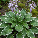 Francee Plantain Lily Plants (Set of 3 or 6)