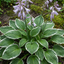 Set of 3 or 6 Large Hosta Plants - Francee Plantain Lily, Ready to Plant in Your Garden, 1L