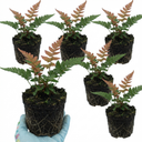 Japanese Shield Fern Dryopteris Erythrosora Prolifica Plants (Set of 3 or 6)
