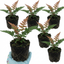 Set of 3 or 6 Japanese Shield Fern Dryopteris Erythrosora Prolifica, Hardy Shade Perennial Plants, 1 Litre Root Ball