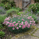 Cottage Pink Dianthus Raspberry Sundae Plant (5L Pot)