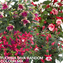 Fuchsia Diva Random Colour Mix Plants (Set of 3 or 6)
