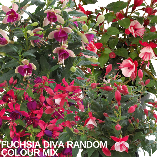 Mixed fuchsias in pink, cerise, red and purple flowering together in a nursery, caption text overlaid