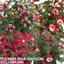 Set of 3 or 6 Large Plants - Fuchsia Diva Random Colour Mix, Ready to Plant in Your Garden