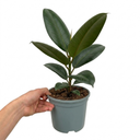 Ficus Robusta Rubber Plants
