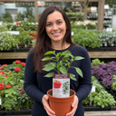 Sweet Pepper Red King Plants