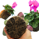 Cyclamen Flame Deep Rose Plant