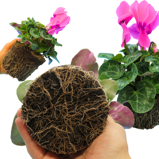Cyclamen Flame Deep Rose – Winter Bedding (Set of 3 or 6)