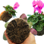 Cyclamen Flame Deep Rose