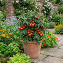 Tomato Totem Variety Plants (Set of 3 or 6)