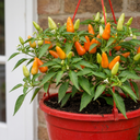 Chilli Pepper Hanging Basket, 25cm Pots, Orange GYO